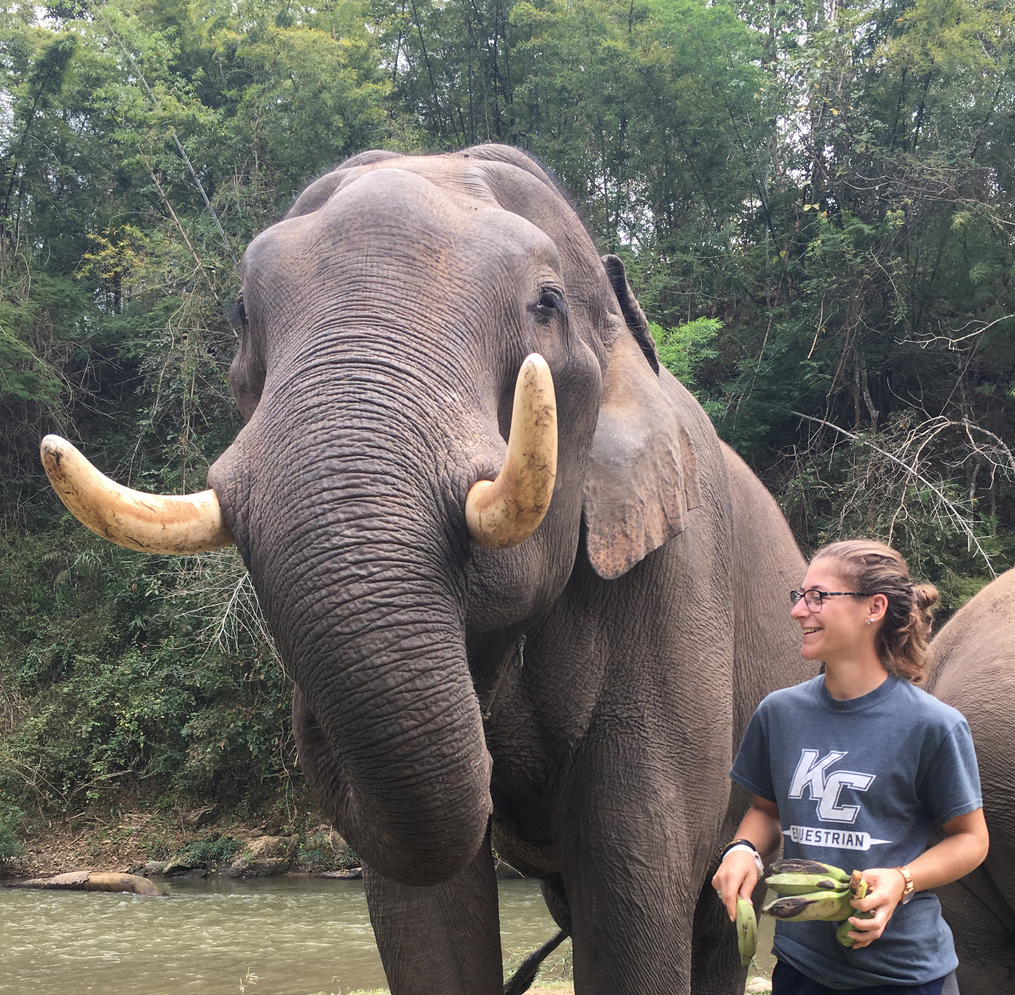 Sarah works with elephants during her Thailand Field Period for Keuka College